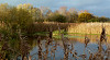 Nature reserve on the Somerset Levels