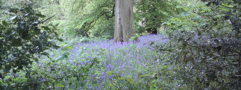 Blue Bells
